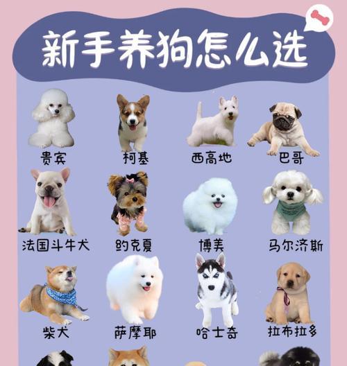 博美犬月经周期及其影响（博美犬月经周期长短的关键因素及相关注意事项）