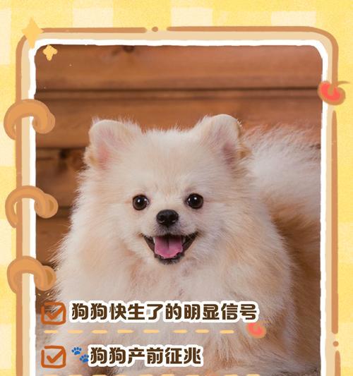 狗的妊娠期及分娩过程（狗妊娠时间、分娩阶段及注意事项）
