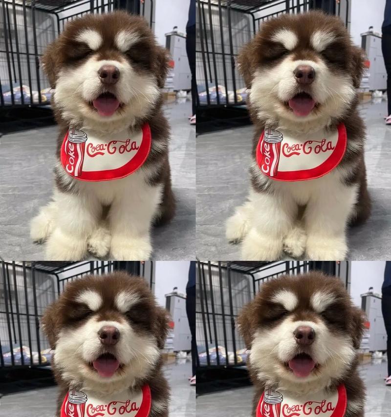 阿拉斯加犬的疫苗接种时间表及注意事项（保护你的宠物健康，给阿拉斯加犬打疫苗不可或缺）