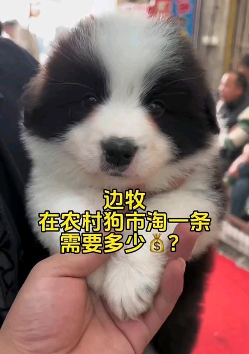 养一只边牧需要多少钱？（了解饲养边牧所需的费用和开支）