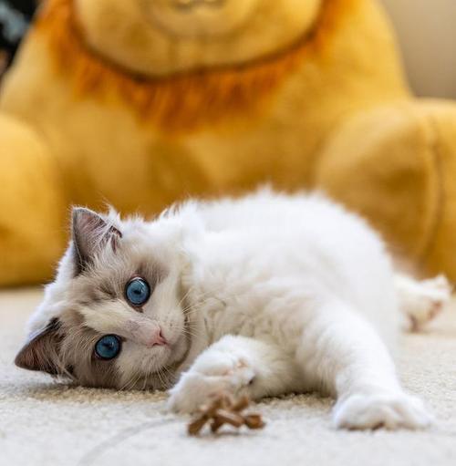 布偶猫的寿命揭秘（探讨布偶猫寿命长短的因素与关键）
