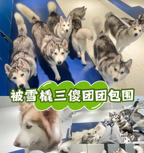 《雪橇三傻之哈士奇》——返乡路上的惊喜（带回家会发现竟是小串！）