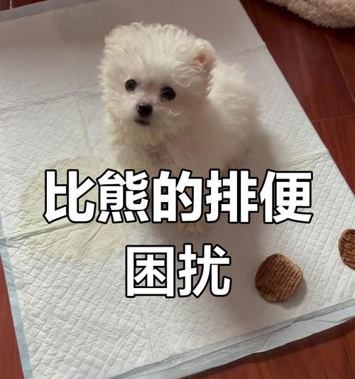 狗狗拉粑粑能憋多久？（探究狗狗排便习惯及健康问题）