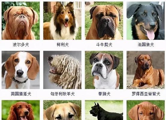探索中型犬世界（中型犬品种多样，个性迥异）
