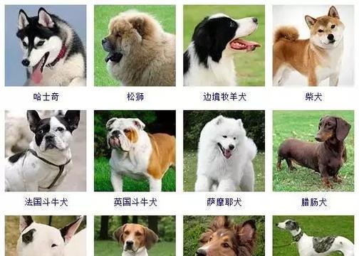 探寻世界上最大的犬种（略知一二的狗狗之巨）