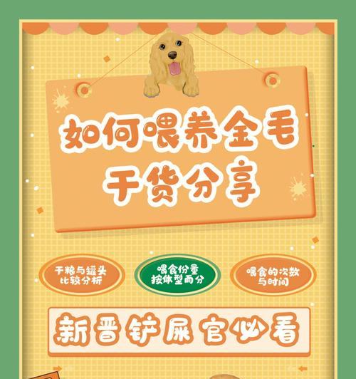 金毛犬正确喂养五部曲，助您做个优秀宠主（全面了解金毛喂养秘籍，让您轻松驾驭可爱犬友）