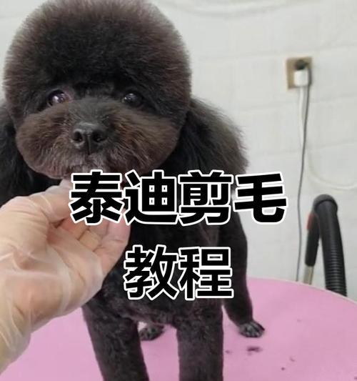 泰迪胎毛护理秘籍（泰迪宝宝的胎毛需求与护理技巧，帮你打造可爱造型）