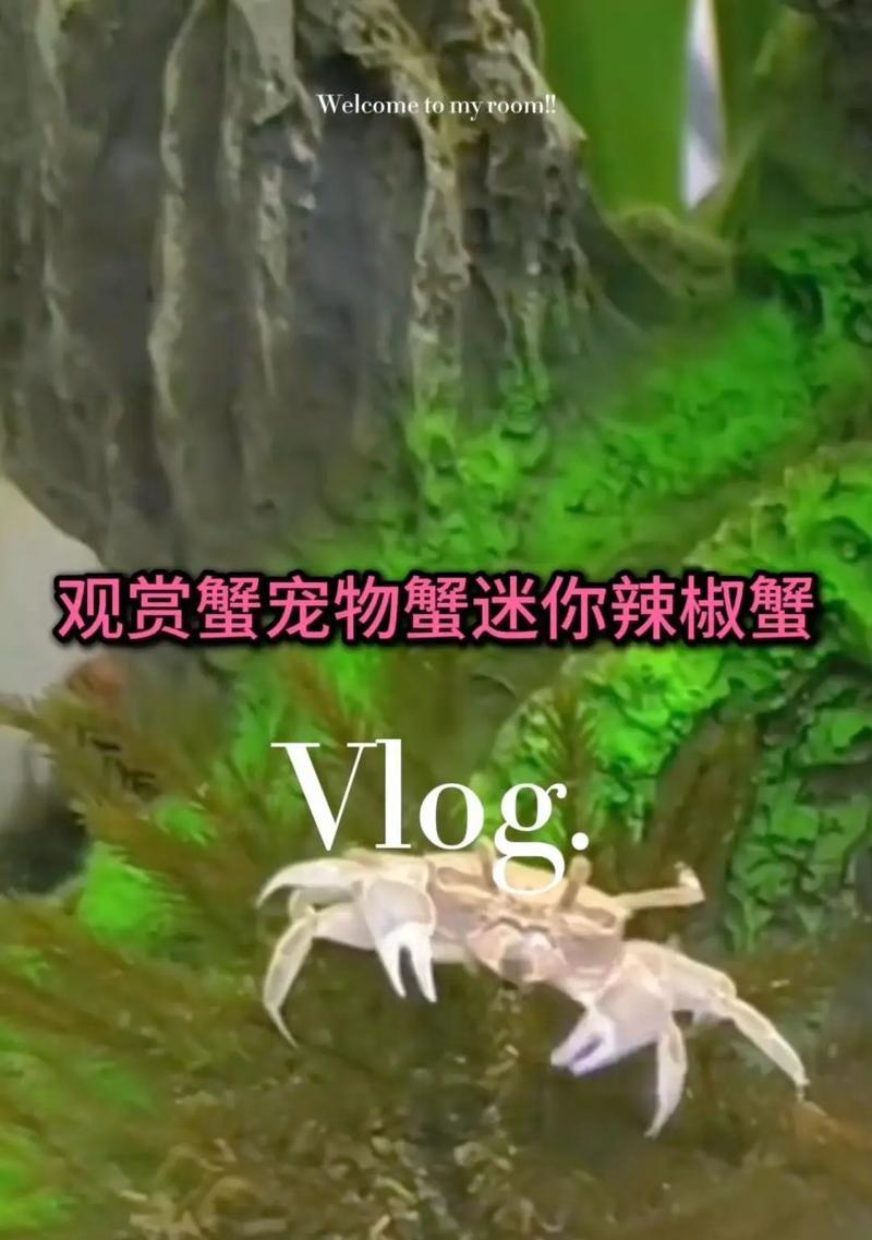 如何合适地养殖观赏蟹？（一起探索观赏蟹养殖的关键方法和技巧）