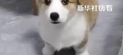 柯基多久了竖耳朵？（探讨柯基竖耳朵的时间长度和原因）