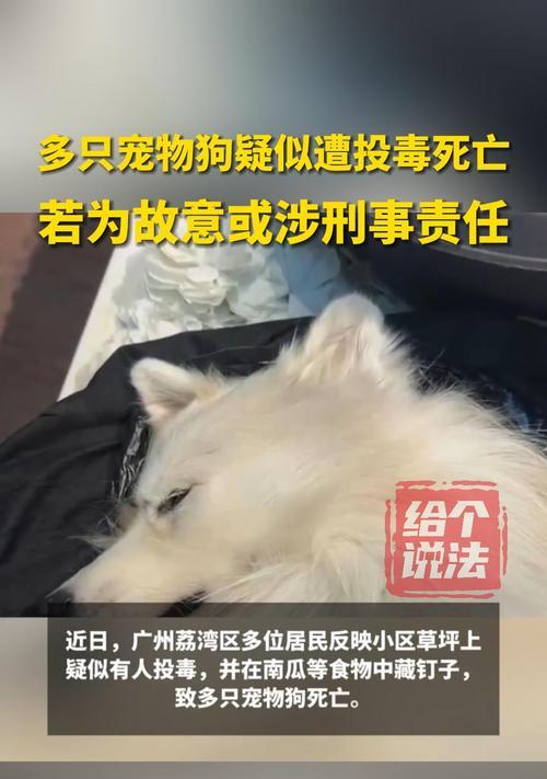 狗狗中毒后的生存期限究竟有多长？（揭秘狗狗中毒后能活多久的关键要素）
