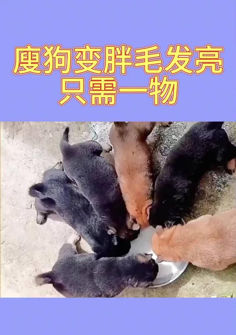 狗狗喂发育宝需要多久？（探究狗狗喂发育宝的时间周期）