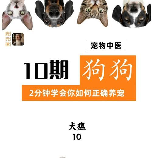 狗狗犬瘟咳嗽的有效期有多长？（探讨狗狗犬瘟咳嗽治疗的持续效果和关键因素）