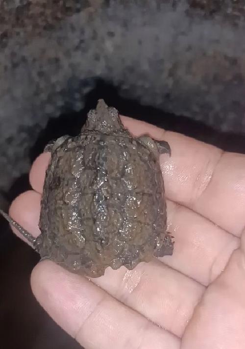 小鳄龟的成长周期（揭秘小鳄龟成年的时间及关键要素）