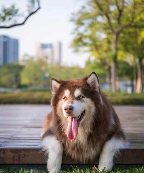 养阿拉斯加犬需要多久？（了解阿拉斯加犬的寿命和养育要求）