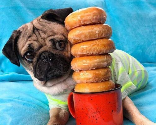 八哥犬的饮食要求（为你的八哥犬提供健康的饮食）