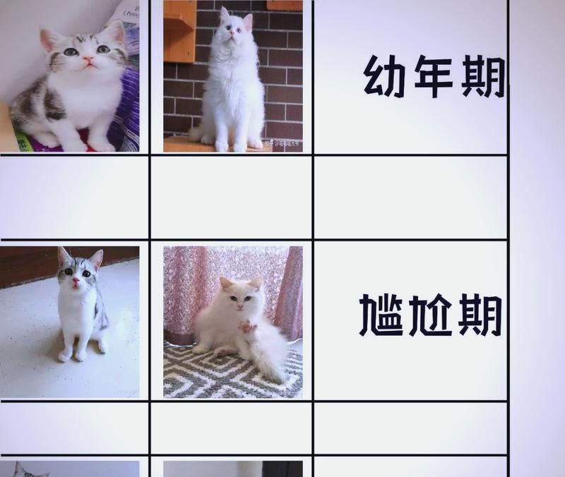 揭秘猫的尴尬期