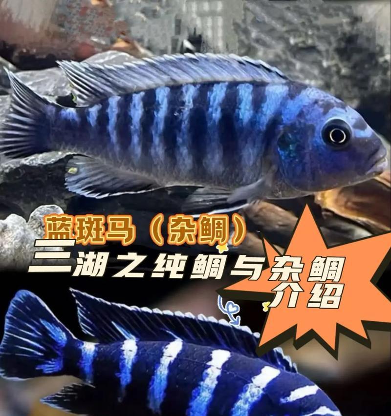 《探究三湖慈鲷的生长周期》（以三湖慈鲷为例，了解其生长速度和周期）