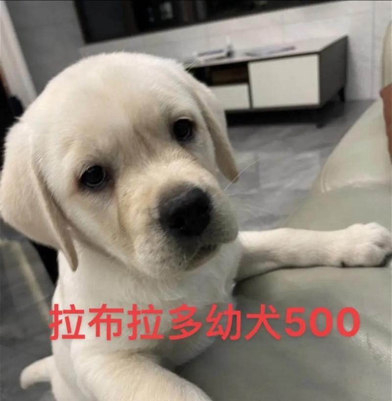 掌握拉布拉多幼犬的喂养常识（饲养拉布拉多幼犬的关键要点）