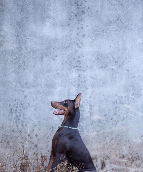 杜宾犬（杜宾犬的优点及其养育要点）