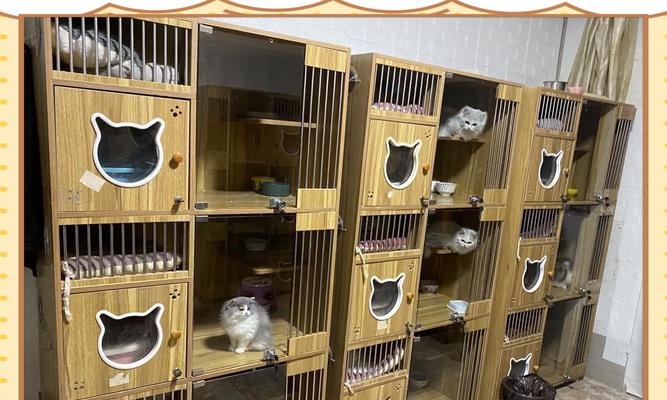 如何判断猫舍是否靠谱？（了解正规的猫舍是关键）