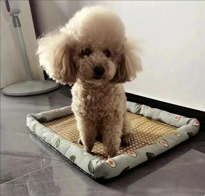 狗的口水不流的原因及相关品种介绍（狗的特殊生理特征和品种差异是口水不流的主要原因）