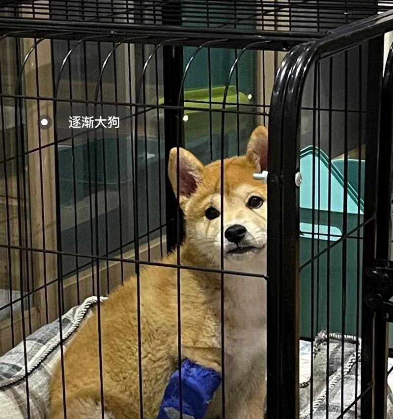 狗狗骨裂恢复时间及止痛方法（解析狗狗骨裂疼痛持续时长及有效缓解方法）