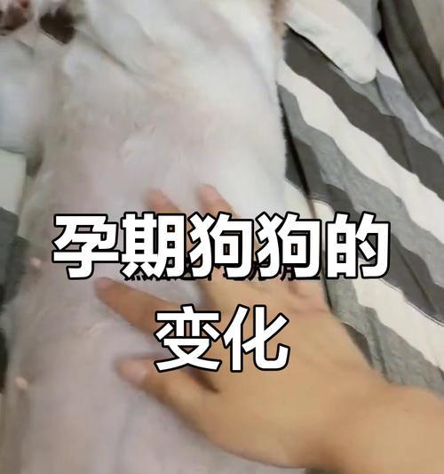 狗怀孕需要多长时间？（了解狗妊娠周期的重要性）