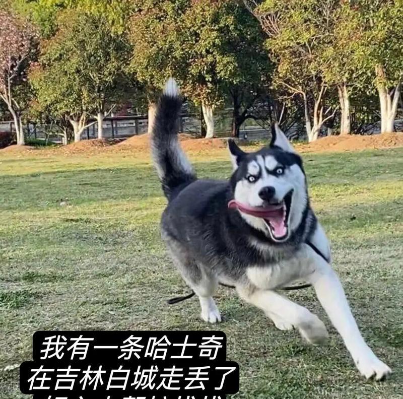 哈士奇叫声频率研究——了解你的哈士奇（探讨哈士奇叫声的时间和原因，提高与其沟通的效果）
