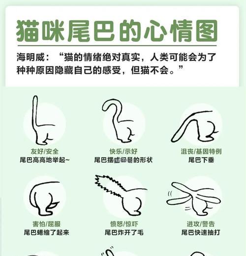 猫咪尾巴的神秘情绪密码（解读猫咪尾巴的语言，揭秘情绪密码）