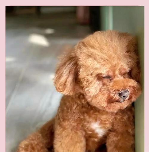 泰迪犬的成长过程（探寻泰迪犬成长的秘密）