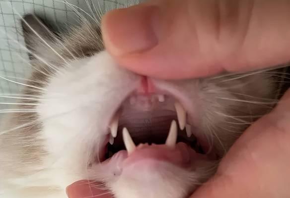 小猫长齐牙的时间和注意事项（养猫人必知！小猫长齐牙需要掌握的关键信息）