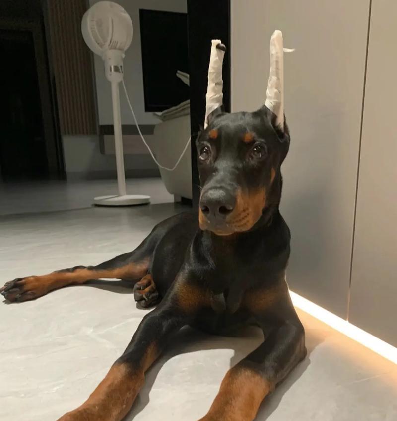 为什么杜宾犬不常见？（探究杜宾犬的难养之处）