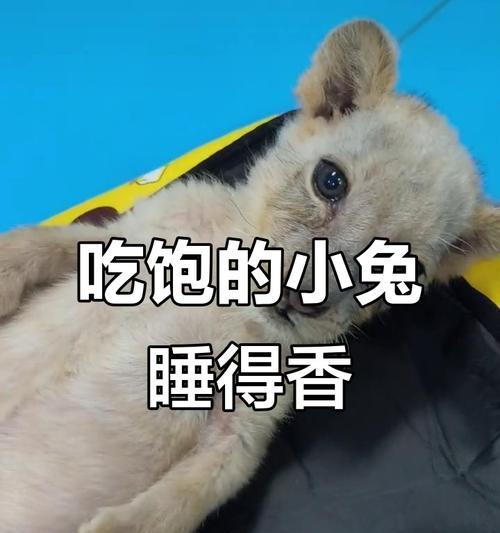 小兔子按摩，增强健康（让你的兔子尽享舒适按摩，关注兔子健康的必备技巧）