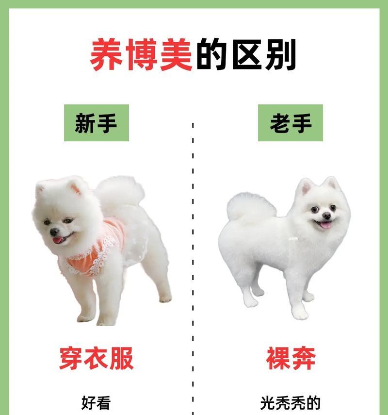 博美剪毛后多久长出来？——毛发再生周期揭秘（剪毛、生长、护理，了解博美毛发生长周期及细节）