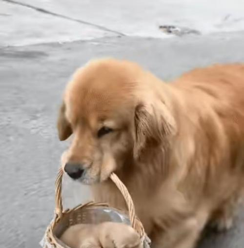 金毛犬第一次穿生理裤，路人捧腹大笑（路人看到裤上的字后，瞬间笑到扶墙走！）