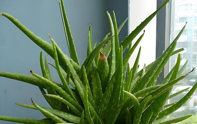 哪些植物对狗狗有益？（探寻可以安全放置在家中的宠物友好植物）