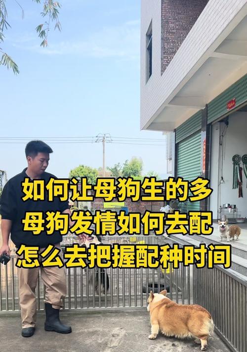 狗的配种过程需要多久时间？（了解狗的配种时间和相关影响因素）