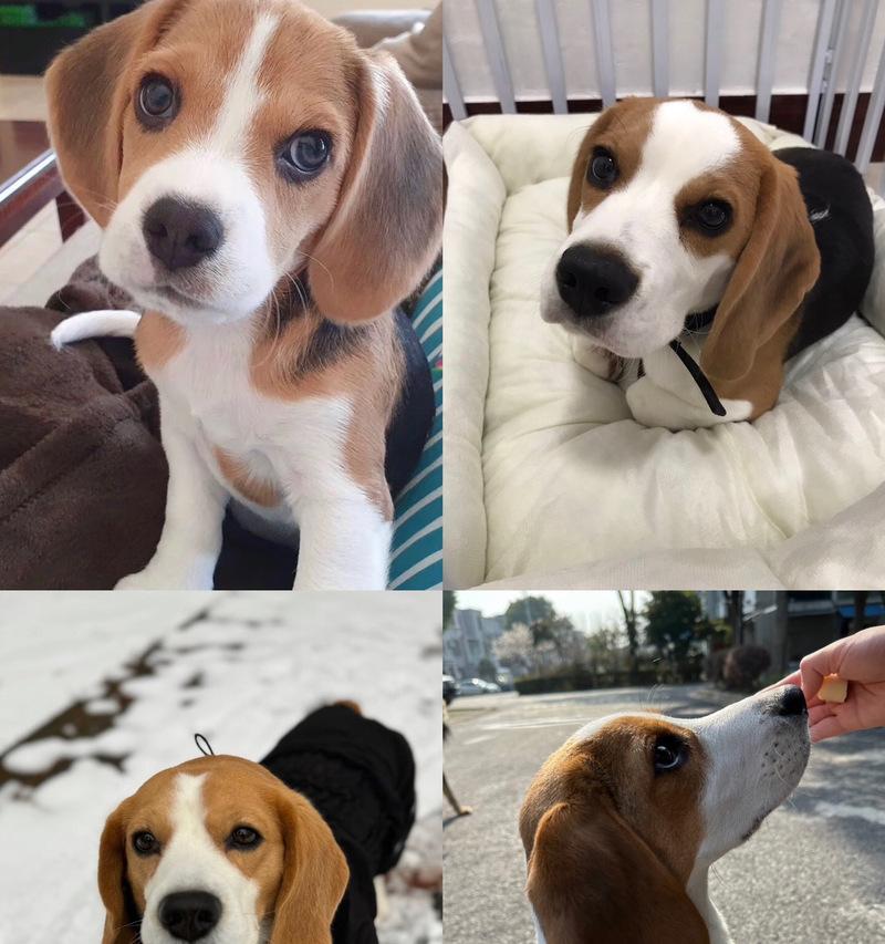 三个月大比格犬的体重及发展情况（以成犬比格犬体重预测、成长速度及营养需求）