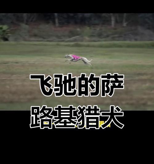 萨路基猎犬价格揭秘（了解萨路基猎犬的市场价格及其影响因素）