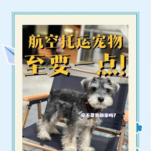 宠物空运（宠物空运到底需要多久？一起来了解宠物空运的时效性吧！）