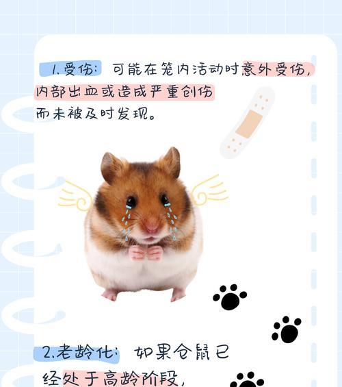 仓鼠中风后的生存时间及护理措施（探究仓鼠中风后存活时间与护理关键因素）