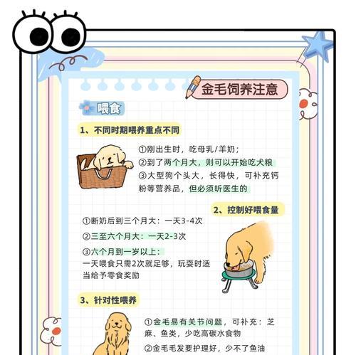 金毛一生中的五个阶段（从小萌宠到忠诚伙伴，了解金毛犬的成长历程）
