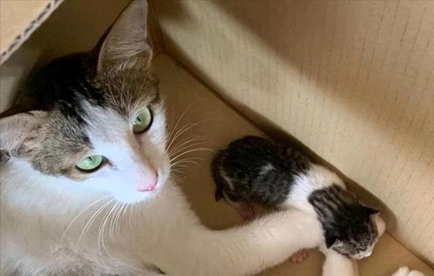 母猫为何会咬死刚出生的幼猫？（揭开母猫亲子关系中的秘密）