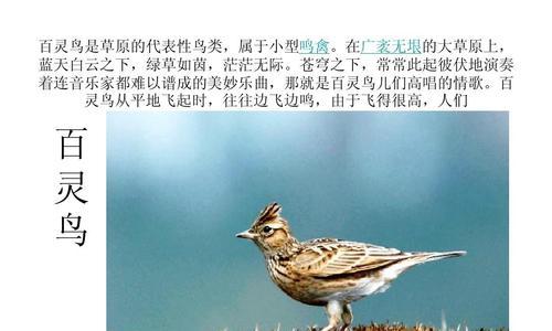世界上常见的鸟类及其命名（探索丰富多样的鸟类世界）