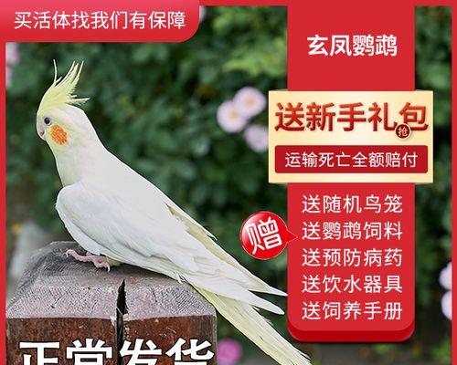 旋风鹦鹉的寿命和价格探析（了解旋风鹦鹉的预期寿命和市场价格，做出明智选择）