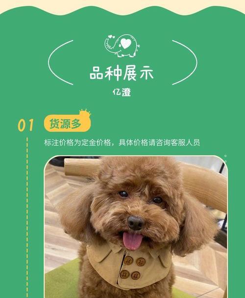 泰迪犬价格与体型的关系（探究不同体型泰迪犬的价格差异及原因）