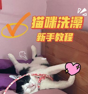 猫绝育后洗澡的最佳时间及注意事项（了解猫绝育后洗澡的最佳时间以及注意事项）