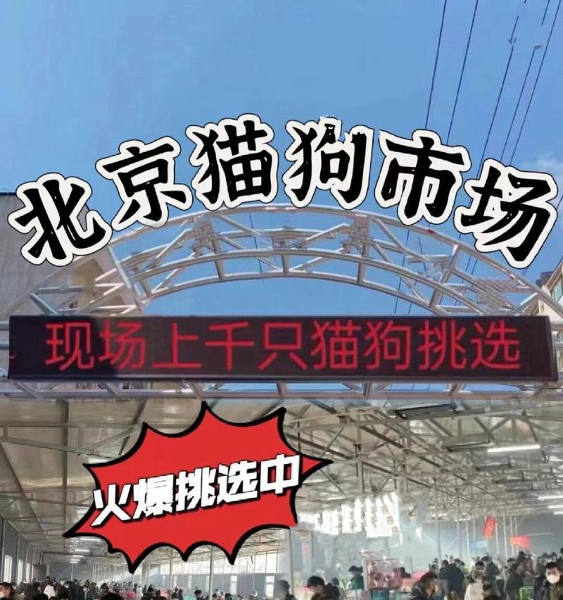 探寻通州的犬舍天堂（寻觅众多犬舍中的宠物乐园）