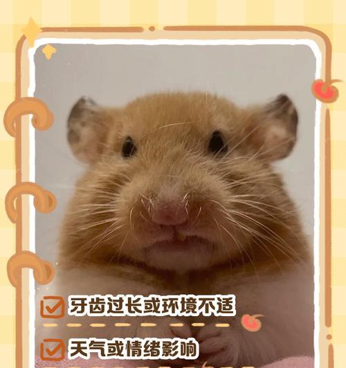 仓鼠吃孩子的原因及其防范方法（为什么仓鼠会吃孩子？了解这些知识可助你预防意外）