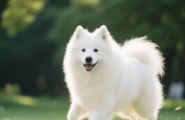 萨摩耶犬成年时间与发育特点（探寻萨摩耶犬成年的关键时刻及其生理发育特征）